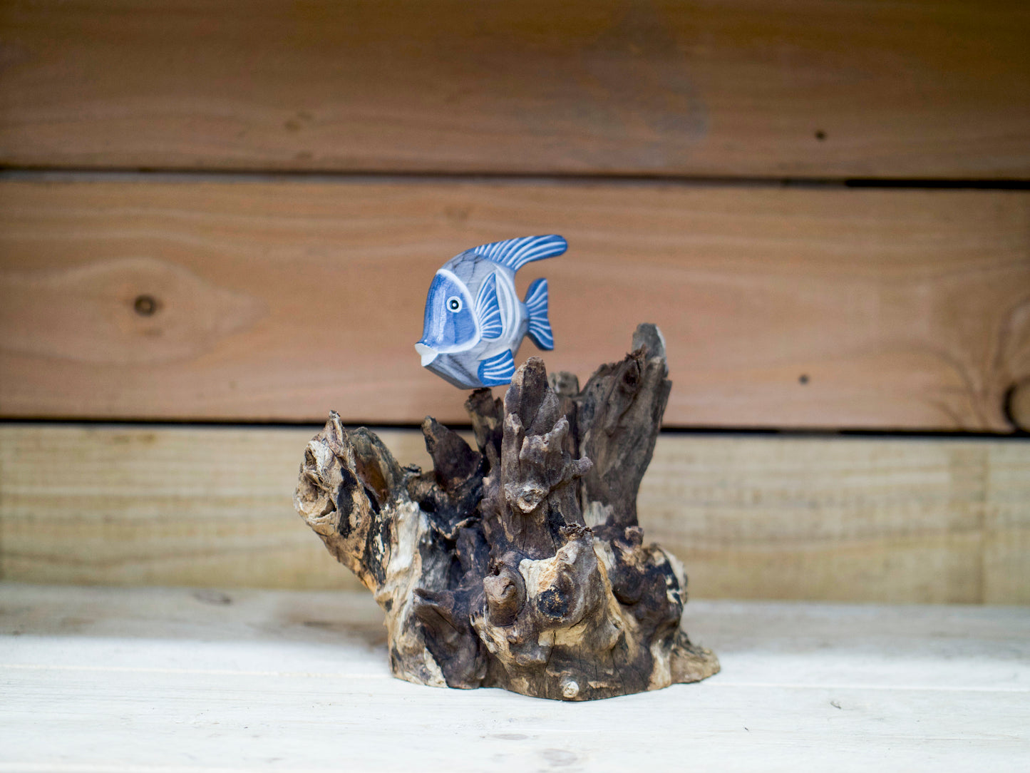 Driftwood Angel Fish On Reef